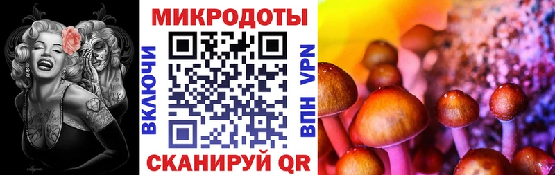 Галлюциногенные грибы Psilocybine cubensis  Динская 